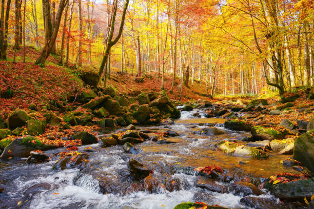 istock water flow among stones in the forest 1491453635