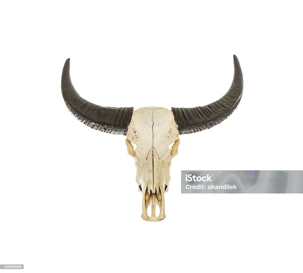 Buffallo Bulls - Royalty-free Búfalo-africano Foto de stock
