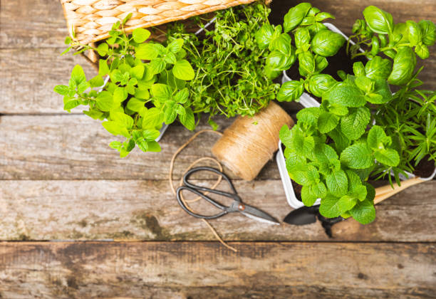istock Herbs in a pot. Assorted fresh herbs growing in pots on a dark textured background. Close-up. Rosemary, basil, mint, thyme and oregano. Mixed fresh aromatic herbs in a pot.Spicy herbs.Place for text. 1491455091