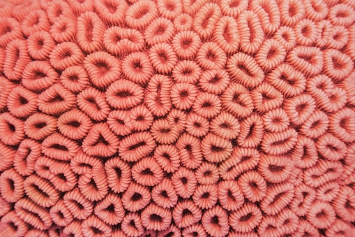 Organic texture of the honeycomb hard coral  - Favia Favus.   Abstract background in trendy coral color .