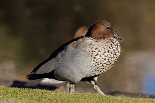 Maned duck, also known as Australian wood duck, on grass.