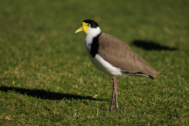 A Masked Lapwing standing on grass in the morning sun.