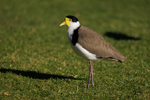 A Masked Lapwing standing on grass in the morning sun.