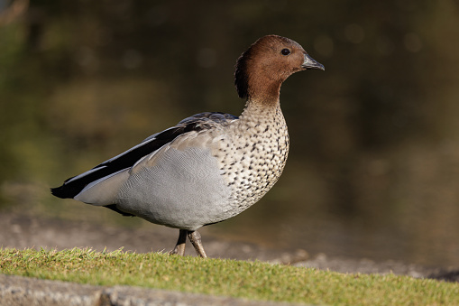 Maned duck, also known as Australian wood duck, on grass.