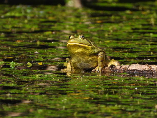 istock Bullfrog in a quiet swamp 1491458244