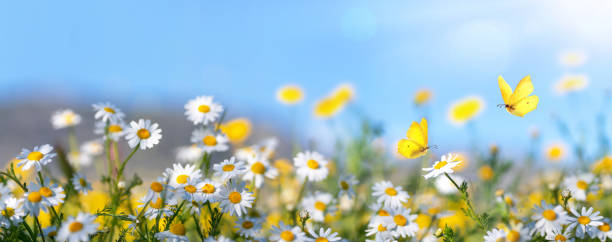 istock Beautiful bright wide format background image with wildflowers. 1491459393
