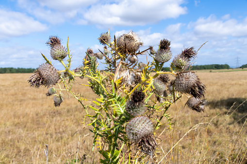 Close up of a Woolly Thistle (Cirsium eriophorum) finished blooming with sharp spines on the tips of leaves and long, woolly hairs on the foliage with background blue sky and yellow crops out of focus