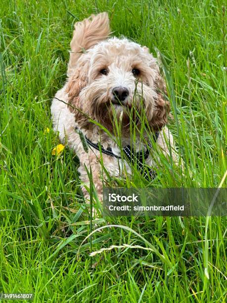 Two Cockapoo Two Year Old Cockapoo Stock Photo - Download Image Now - Adventure ...