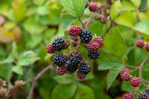 istock red and black fruit of a wild bramble 1491461943