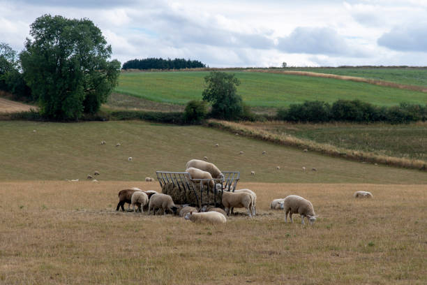 istock heep standing in and around a sheep hay rack 1491462693