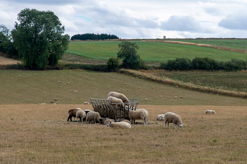 Flock of sheep with shepherd