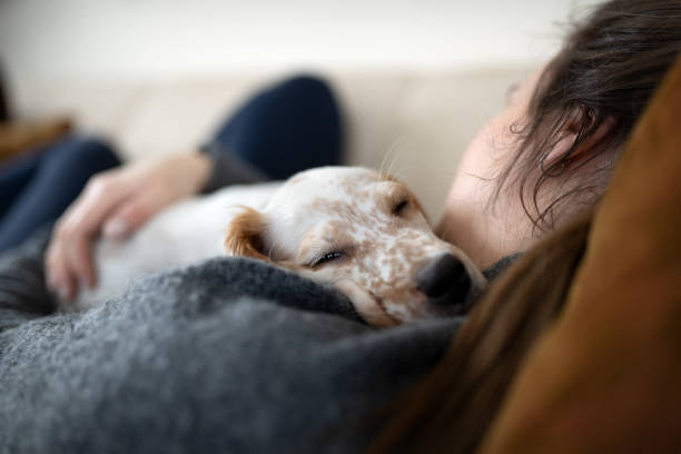 istock English Setter puppy resting, Vestfold Norway 1491464087