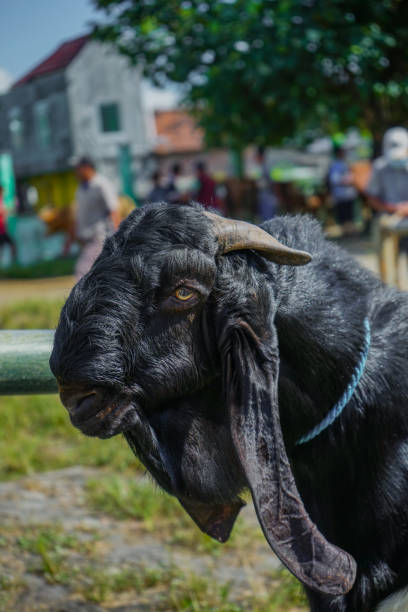 istock male etawa goat's head 1491464404