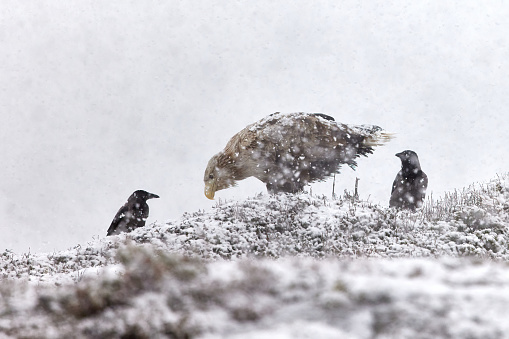 Majestic eagle and two crows on snowy winter day. Copy space.