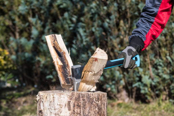 istock Close-up of split wood logs by sharp axe and human hand in working glove 1491464768