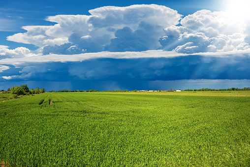 Beautiful cumulus clouds (cumulonimbus) on blue sky with torrential rain over a rural landscape with a green wheat field in springtime. Padan Plain or Po valley (Pianura Padana, Italian). Italy.