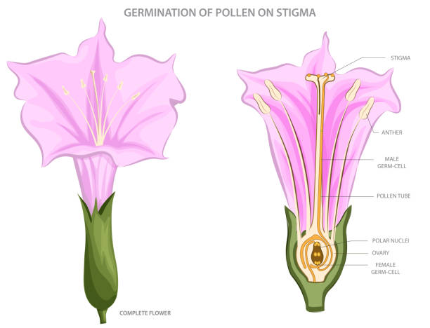 pollen keimen auf narben und leiten die befruchtung bei der pflanzenvermehrung ein - sepal stock-grafiken, -clipart, -cartoons und -symbole