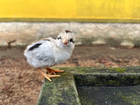 Gray jungle fowl cross and kerala native chicken cross breeds chicks