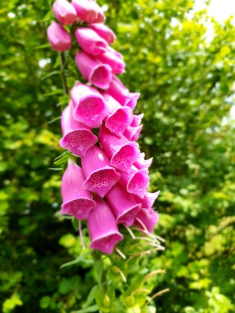 istock Blooming pink, wild foxglove flower 1491466656