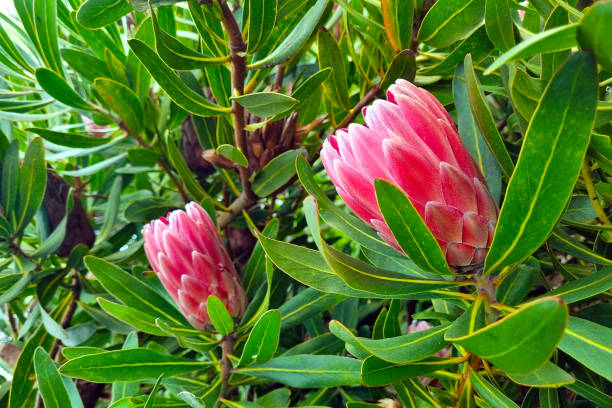 blooming protea flower in the park in spring. - sugarbush imagens e fotografias de stock