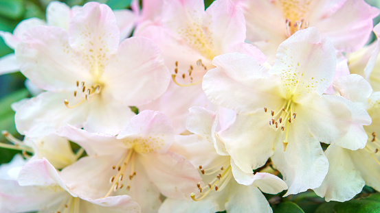 Pale pink rhododendron