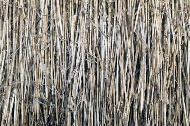 istock Close-up of the texture of dry straw. Background. 1491470430