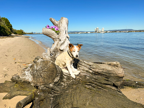 Female jack russell sitting on an old stump at the beach.