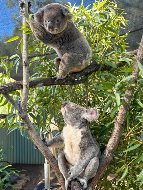 istock Two koalas in a eucalyptus tree.  One looking up at the other one.  Top koala is looking at camera.  Gold Coast Queensland Australia 1491471726