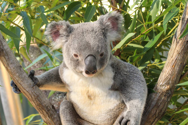 istock One Koala  half asleep in a eucalyptus tree.  One hand holding onto the tree stick.  Gold Coast Queensland Australia 1491471740