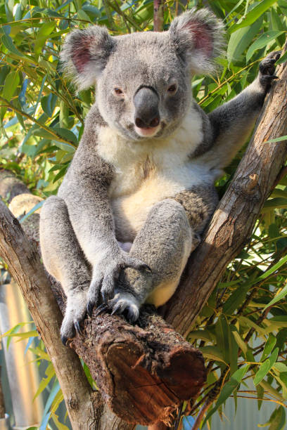 istock One Koala  sitting in a eucalyptus tree looking right at the camera.  One hand holding the stick of the tree.  Green leaves behind her. Gold Coast Queensland Australia 1491471824