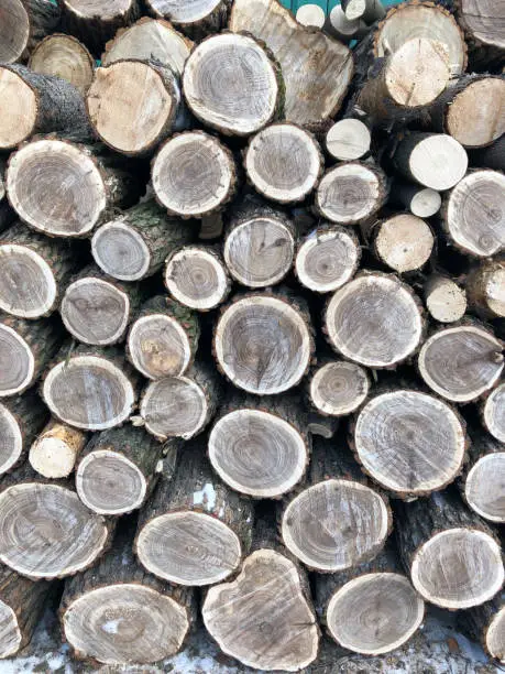 Photo of The background consists of saws of thick logs stacked on top of each other in the form of a woodpile. Annual rings are visible on the cross-section of the trunks.