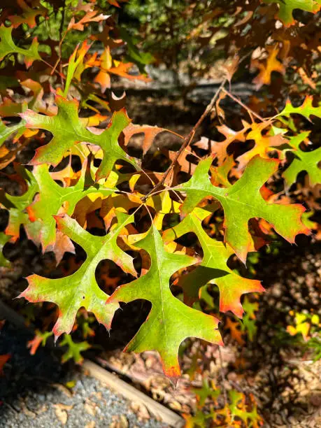 Photo of Close-up of Autumn leaves in the Autumn season.  Green & brown oak leaves.  Mt Tamborine Gold Coast Queensland Australia