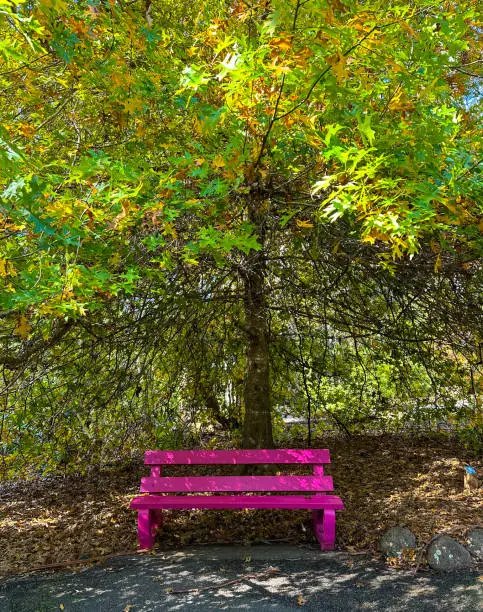 Photo of Bright red timber bench seat with beautiful autumn trees in the background.  Mt Tamborine Gold Coast Queensland Australia