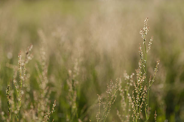 Tylko trawie – zdjęcie