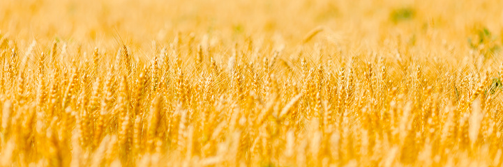 Close up of wheat ears. Golden wheat field over blue sky at sunny day.