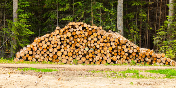 istock Wood. Sawmill. Woodworking waste. 1491475588