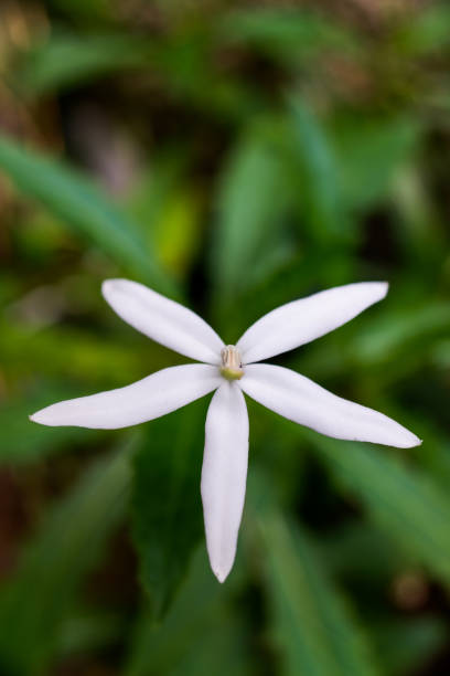 istock Isotoma longiflora flowers 1491476399