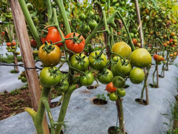 istock Healthy Tomatoe plants fresh from the garden 1491476445