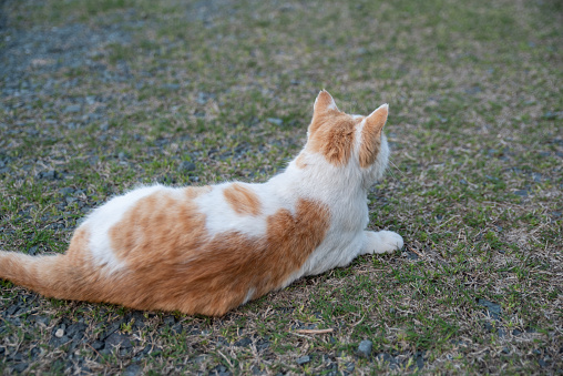 relaxing cat