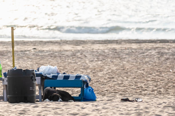 Calangute, Goa, India - January 2023: A dog sleeping on the sand beside a beach bed at a shack on the beach.