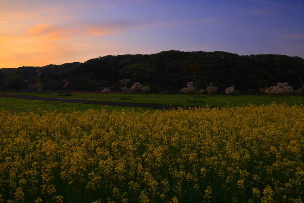 istock Field of rape blossoms at sunrise 1491477541