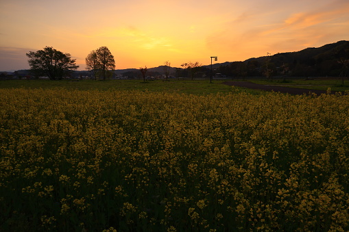 Field of rape blossoms at sunrise