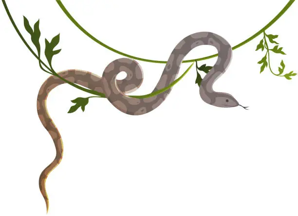 Vector illustration of Ladge tropical snake crawling on vine isolated on white. Python on liana vector illustration
