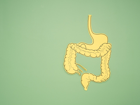A large intestine shape made from paper on a green background. Treatment and prevention of constipation and diarrhea. Intestinal microflora and probiotics. Top view. Space for text. Healthcare concept
