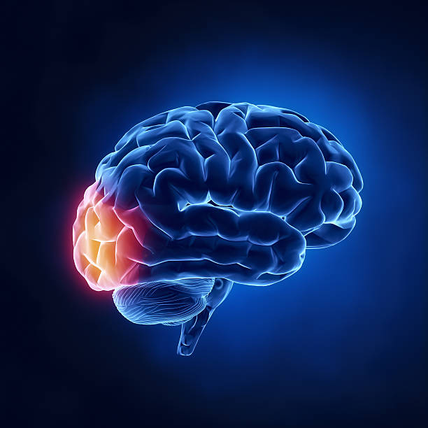 후두엽-휴머니즘 brain in x-레이 보기 - parietal lobe 뉴스 사진 이미지