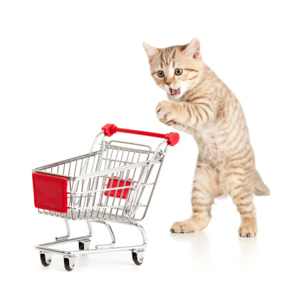 cat with shopping cart isolated on white