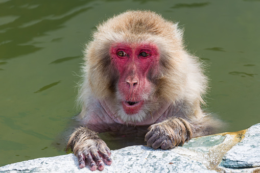 Japanese Macaque (Macaca fuscata) bathing in a steaming volcanic hot spring (onsen) on the northern island of Hokkaido (Hakodate)