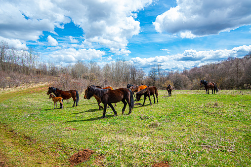 Wild horses from Dry Mountain or Suva Planina, Serbia