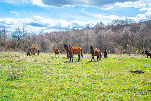 Wild horses from Dry Mountain or Suva Planina, Serbia