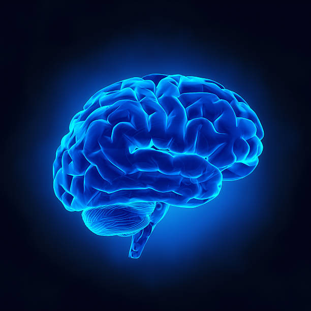 Human brain in blue x-ray view stock photo